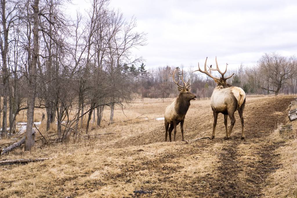 Thunder Bay Resort | restaurant | 27800 M-32, Hillman, MI 49746, USA | 8007299375 OR +1 800-729-9375