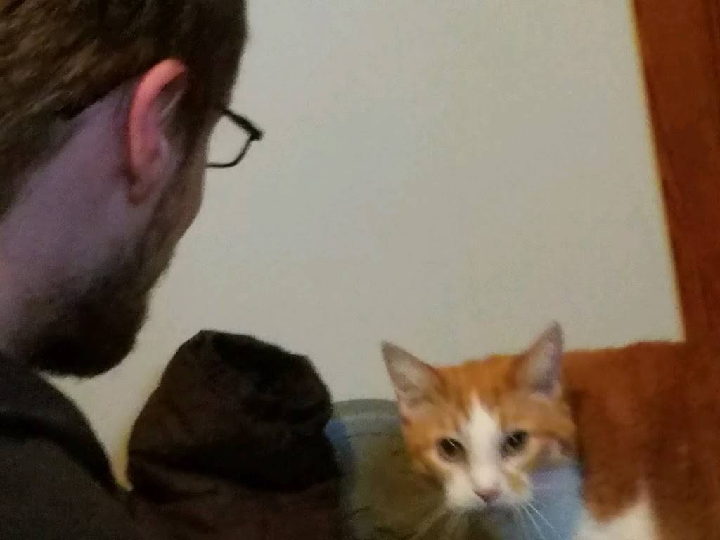 Wendys | restaurant | 5200 N Abbe Rd, Elyria, OH 44035, USA | 4409347666 OR +1 440-934-7666