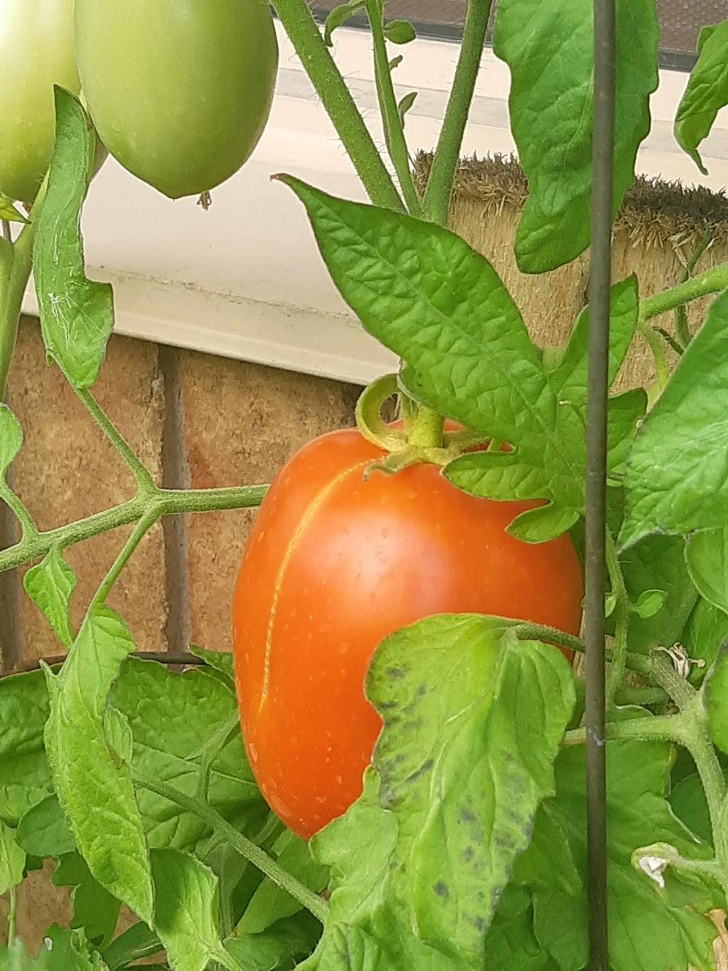 Olivers Gone Italian | restaurant | 6155 Tomken Rd #1, Mississauga, ON L5T 1X3, Canada | 9055642537 OR +1 905-564-2537