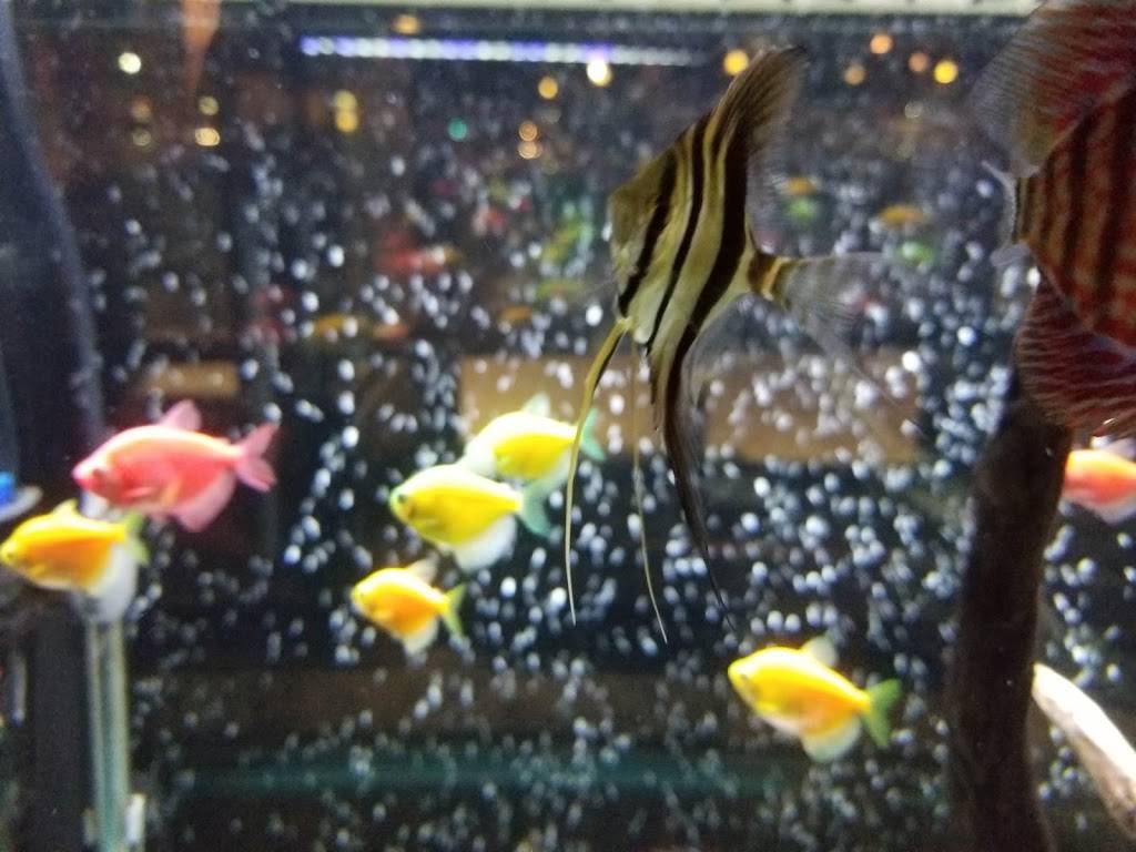 Pho OK Noodle Soup and Grill | restaurant | 890 S Monaco Pkwy, Denver, CO 80224, USA | 7203289589 OR +1 720-328-9589