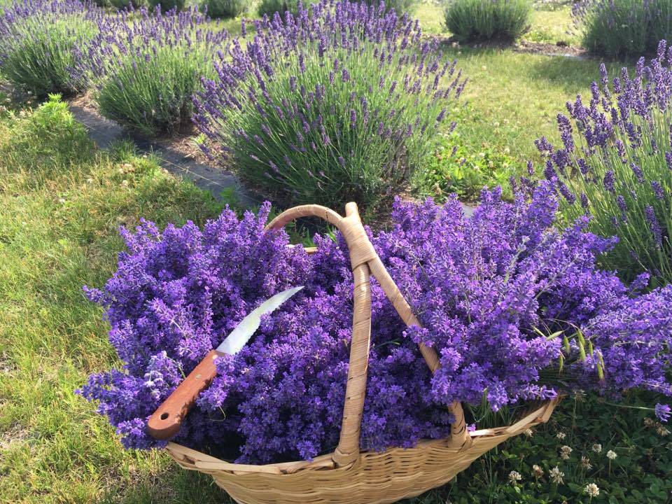Serenity Lavender Farm Inc | restaurant | 130 Essex County Rd 50, Harrow, ON N0R 1G0, Canada | 5197386111 OR +1 519-738-6111