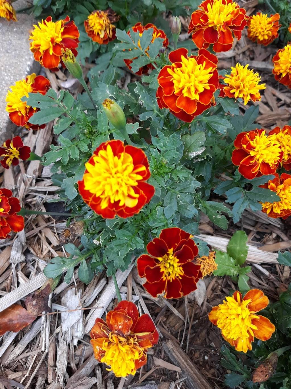 Culvers | restaurant | 1680 Commerce Dr, North Mankato, MN 56003, USA | 5073451680 OR +1 507-345-1680