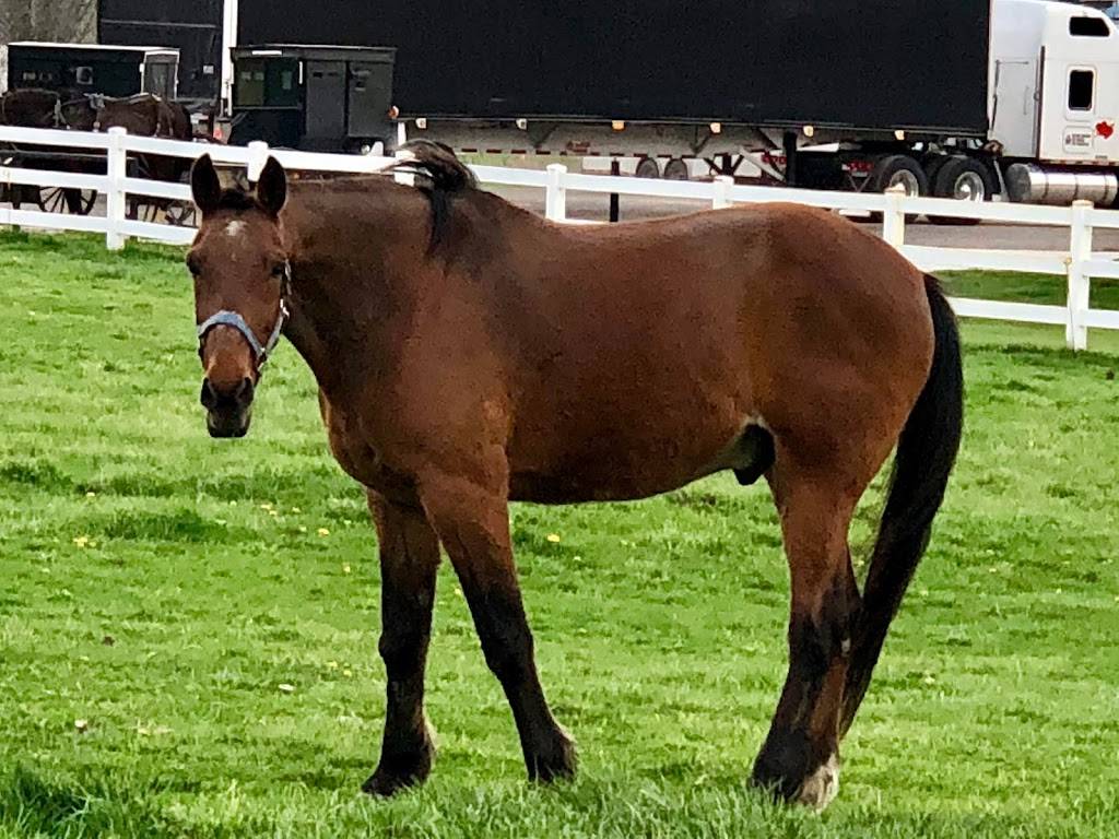 5 & 20 Country Restaurant | restaurant | 7995 Hwy 20, Shipshewana, IN 46565, USA | 2607684958 OR +1 260-768-4958