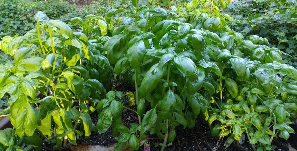 Stellini Italian Restaurant | restaurant | 15 Executive Park Rd, Hilton Head Island, SC 29928, USA | 8437857006 OR +1 843-785-7006