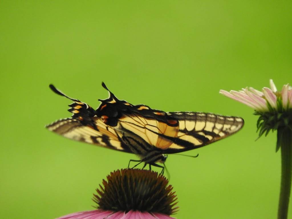 Pannell Potbellies | restaurant | 311 Crane St, Loogootee, IN 47553, USA | 8122955010 OR +1 812-295-5010