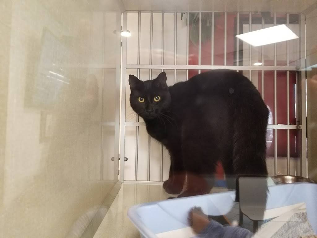 Jack in the Box | restaurant | 15001 Edwards St, Huntington Beach, CA 92647, USA | 7148940078 OR +1 714-894-0078