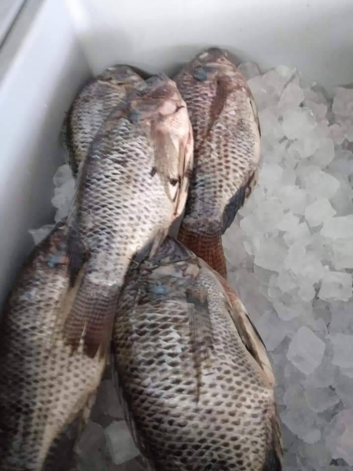 Port Of Brownsville Seafood | restaurant | 3703 W Martin St, San Antonio, TX 78207, USA | 2102339220 OR +1 210-233-9220