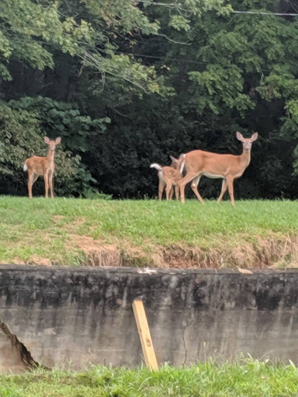 Red Wolff Kitchen | restaurant | 144 Hemlock Dr, Bakersville, NC 28705, USA | 8286889332 OR +1 828-688-9332