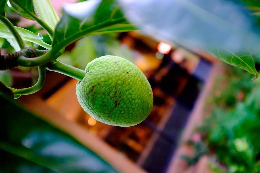 Bishop Museum Café by Highway Inn | cafe | 1525 Bernice St, Honolulu, HI 96817, USA | 8089544951 OR +1 808-954-4951