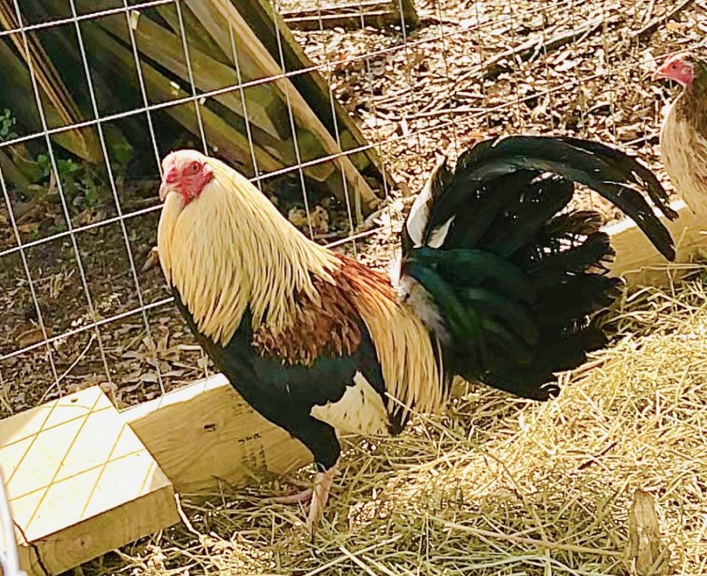 Circle P Farms | restaurant | 500 B Hayes Rd, Bowling Green, KY 42103, USA | 2704215603 OR +1 270-421-5603