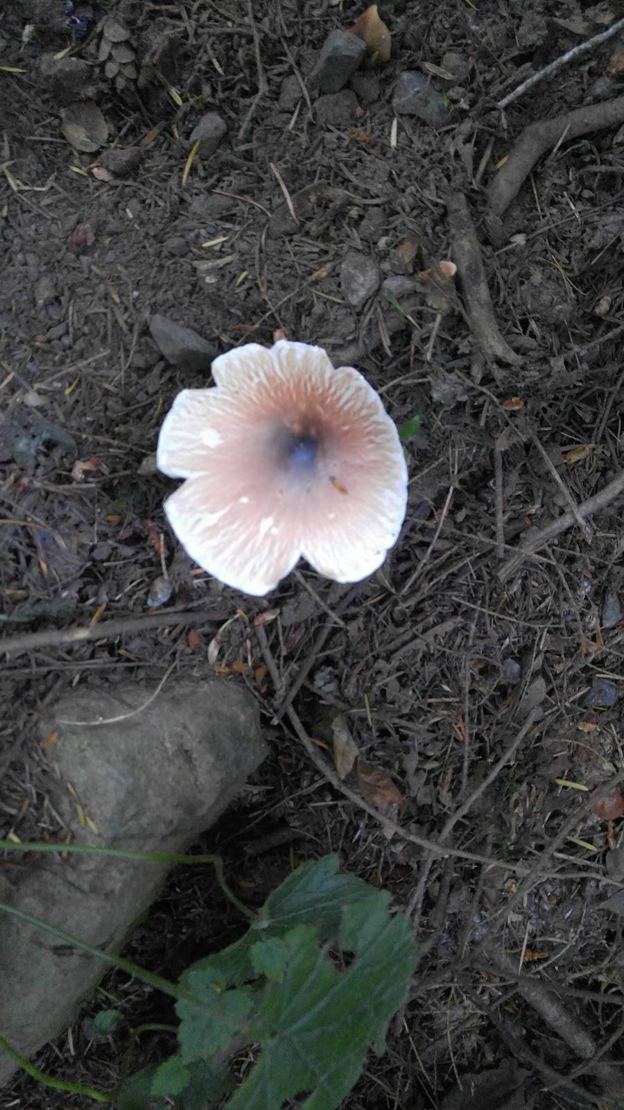 Avalanche Delite | restaurant | 1404 1st St, Enumclaw, WA 98022, USA | 3608252900 OR +1 360-825-2900