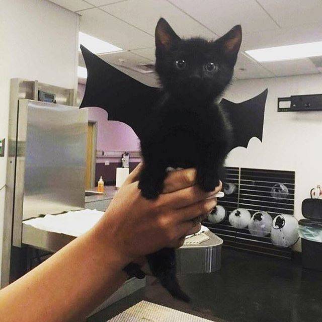 Burger King | restaurant | 802 Lee Ave, Festus, MO 63028, USA | 6369331974 OR +1 636-933-1974