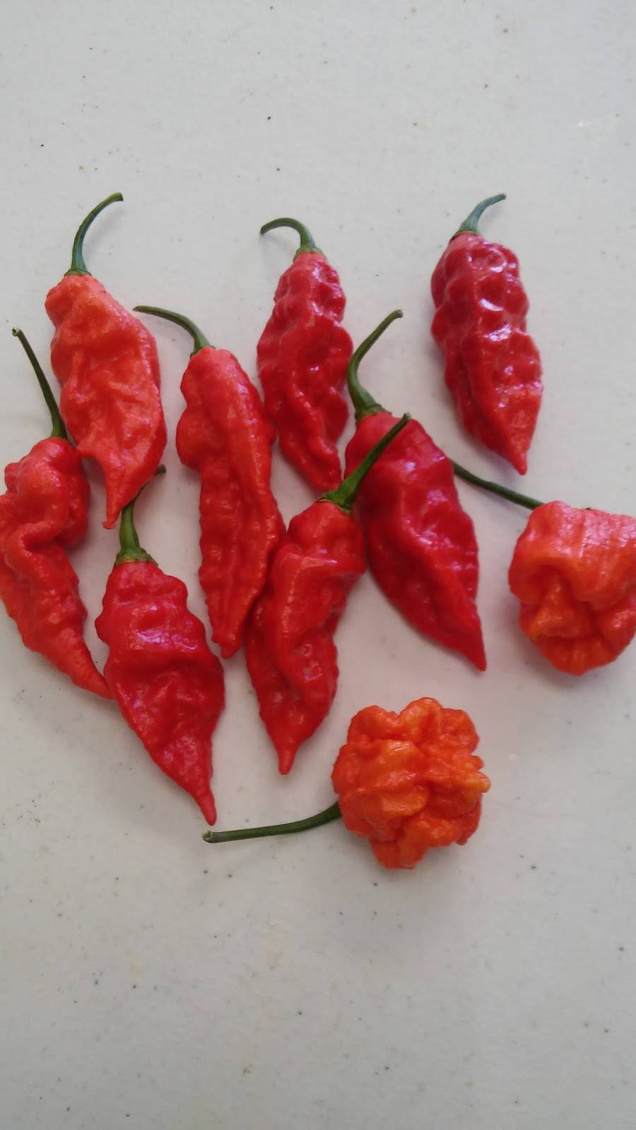 Pizza King | meal delivery | 2108 W Lindsey St, Norman, OK 73069, USA | 4057018234 OR +1 405-701-8234