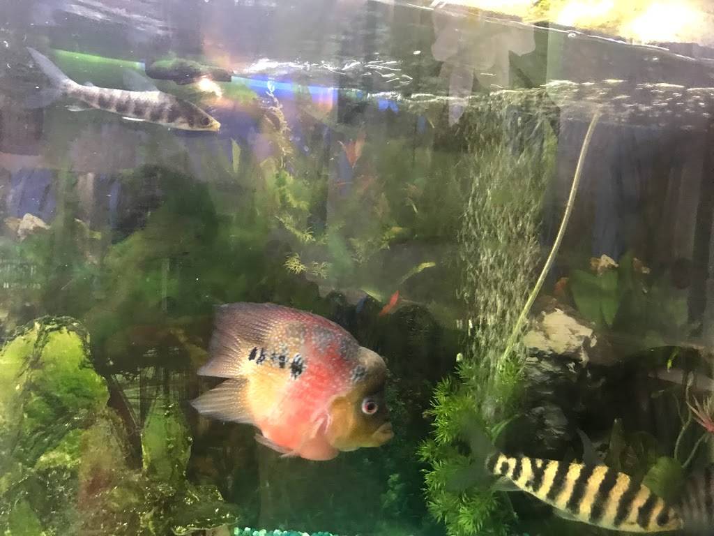 Lotus Thai Cuisine | restaurant | 540 NJ-10 W, Randolph, NJ 07869, USA | 9739898223 OR +1 973-989-8223