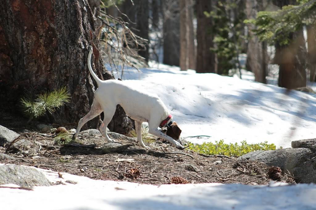 Subway | restaurant | 13424 Lincoln Way, Auburn, CA 95603, USA | 5308236058 OR +1 530-823-6058
