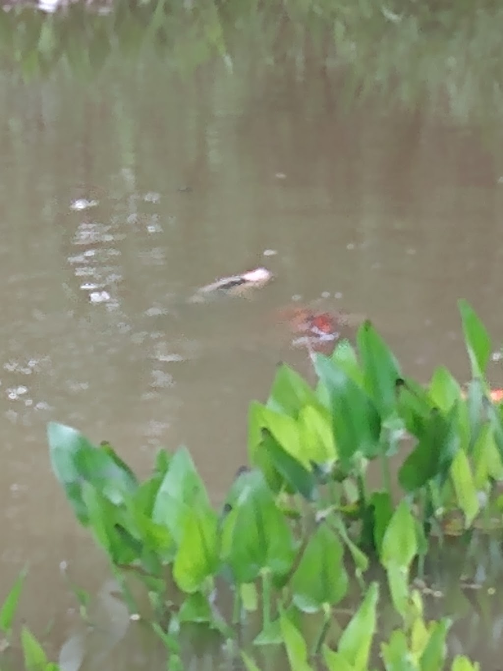 Huckleberrys Catfish Buffet | restaurant | 2613 Eastline Rd, Searcy, AR 72143, USA | 5012680194 OR +1 501-268-0194