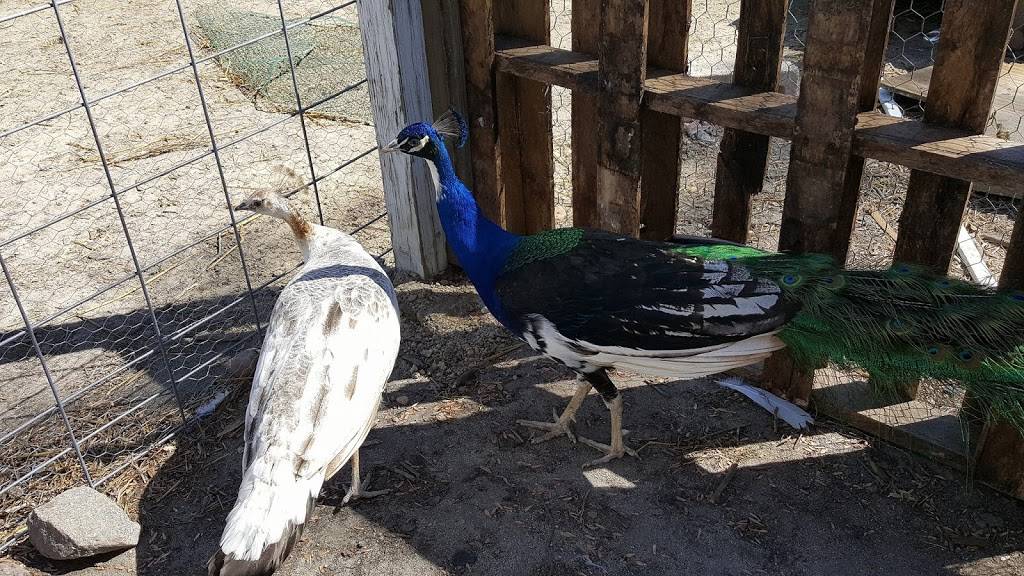 Willows Bend Farm Herbs & Aromatherapy | restaurant | 20413 Carson Rd, Dinwiddie, VA 23841, USA | 8048927588 OR +1 804-892-7588