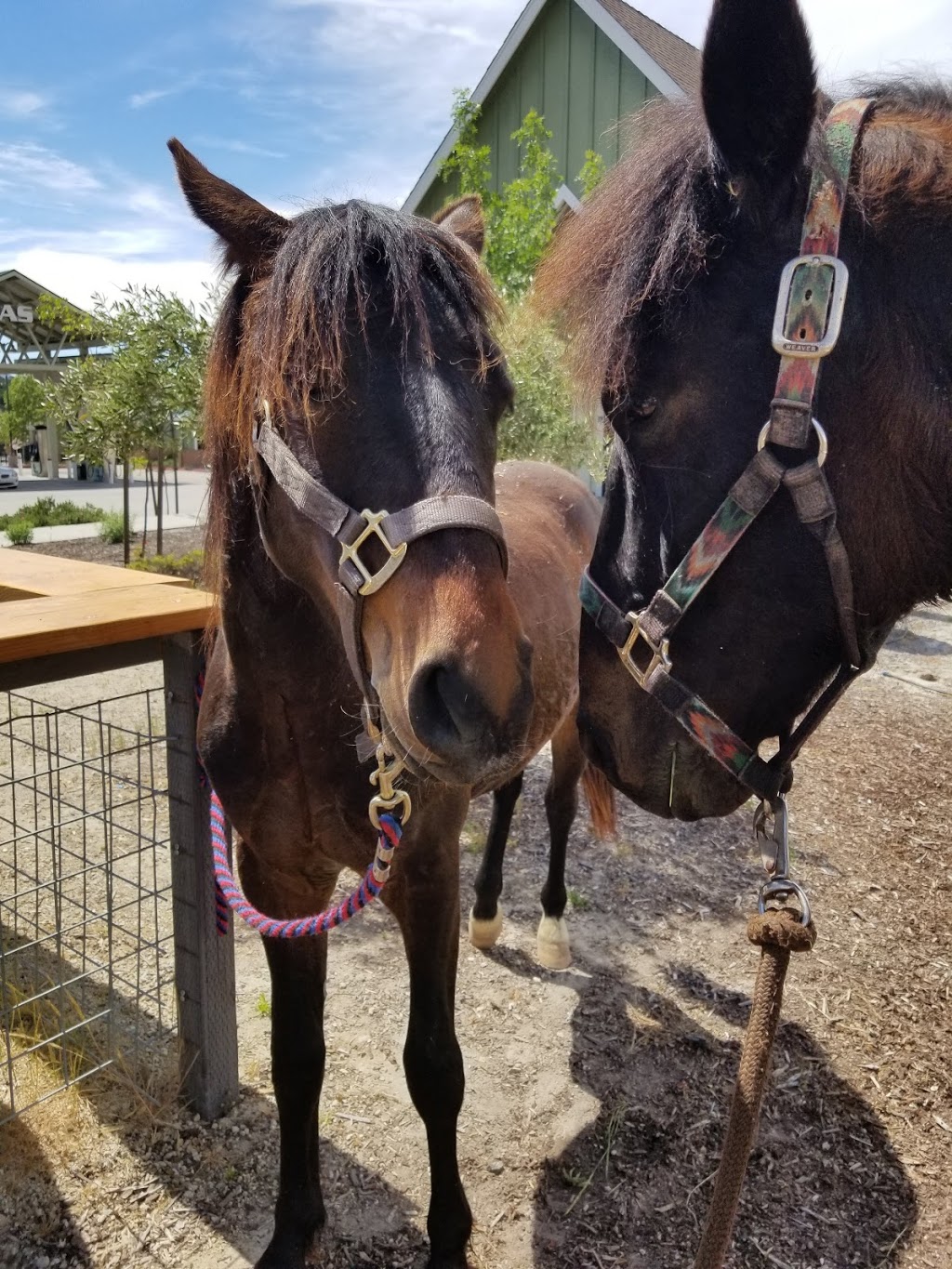 RockNRobles Grill & Pizza Kitchen | restaurant | 2140 Heritage Loop Rd, Paso Robles, CA 93446, USA | 8052963459 OR +1 805-296-3459