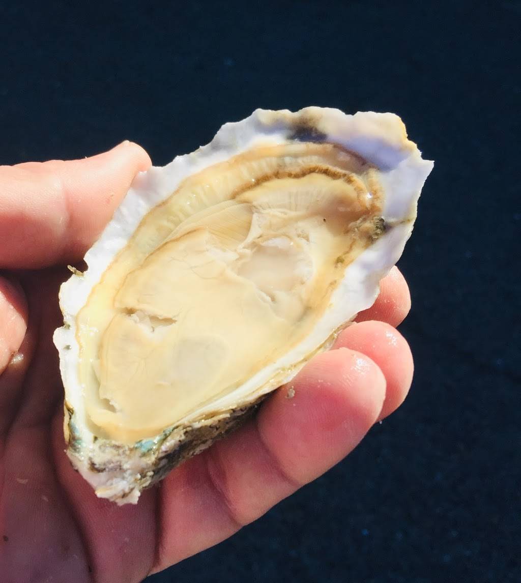 Shadraks Oyster Shack | restaurant | 217 Lucas St unit h, Mt Pleasant, SC 29464, USA | 8438499000 OR +1 843-849-9000