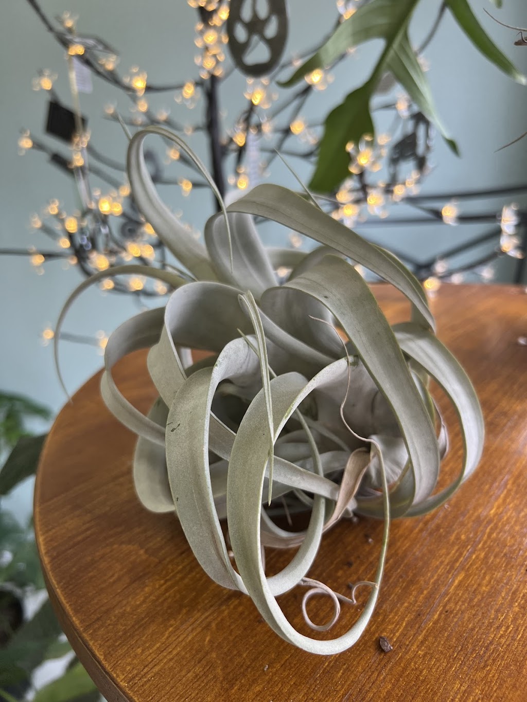 The Plant Pub | restaurant | 100 N Railroad St Unit 4, Battle Ground, IN 47920, USA | 7652673376 OR +1 765-267-3376