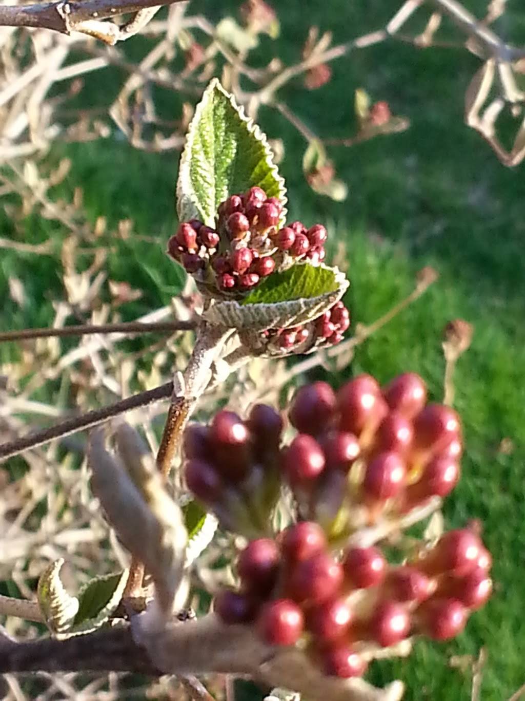 Cermele Cafe | cafe | 1025 Westchester Ave W, West Harrison, NY 10604, USA | 9142510302 OR +1 914-251-0302