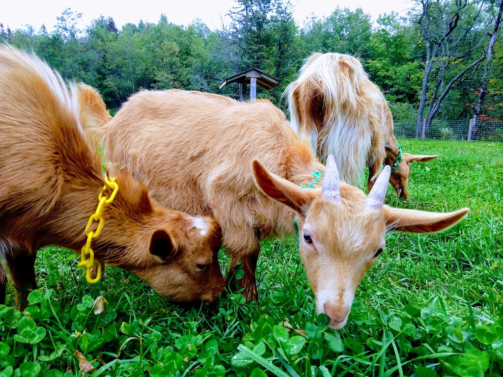 Turning Page Farm Brewery | restaurant | 842 N Guilford Rd, Monson, ME 04464, USA | 2078766360 OR +1 207-876-6360