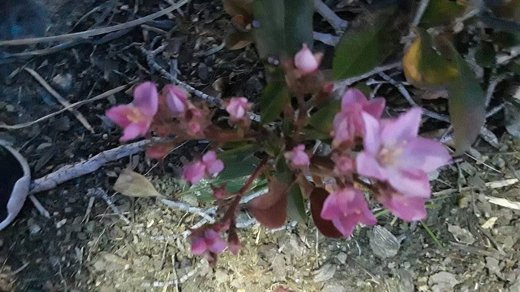 Pizza Bello in San Ramon | meal delivery | 12191 Alcosta Blvd, San Ramon, CA 94583, USA | 9252482180 OR +1 925-248-2180