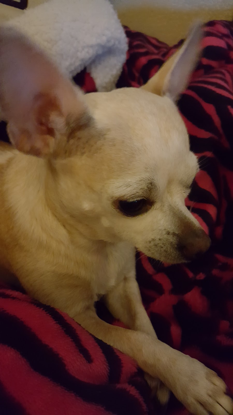 JumBurrito | restaurant | 1301 N Lamesa Rd, Midland, TX 79701, USA | 4326825060 OR +1 432-682-5060