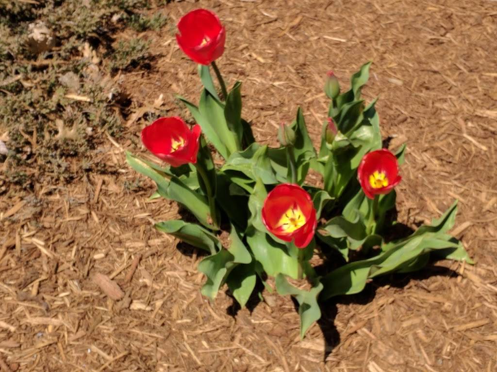 Russ Restaurant | restaurant | 1060 Lincoln Ave, Holland, MI 49423, USA | 6163964036 OR +1 616-396-4036