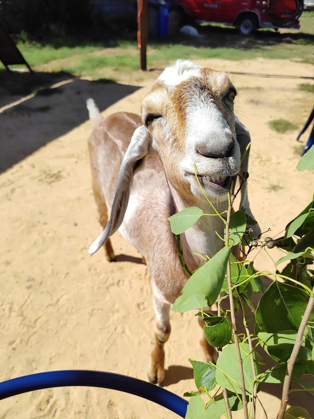 The Beer Garden at Blue Heron Farm | restaurant | 29625 Bunting Rd, Waller, TX 77484, USA | 7134780799 OR +1 713-478-0799