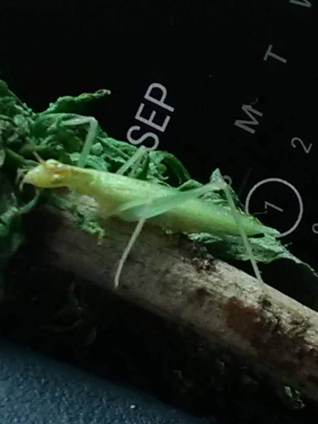 Tim Hortons | restaurant | 908 Fairport Rd, East Rochester, NY 14445, USA | 5855868350 OR +1 585-586-8350