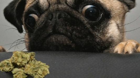 420 Kara-Smokey - Cannabis Karaoke Bar | night club | 2508 E Bijou St, Colorado Springs, CO 80909, USA | 7194459083 OR +1 719-445-9083