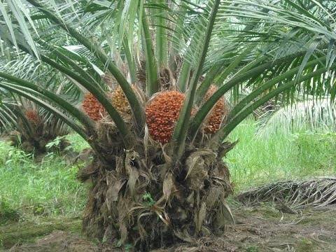 Tocoa in the House | restaurant | 1981 Clinton St, Aurora, CO 80010, USA | 3038563413 OR +1 303-856-3413