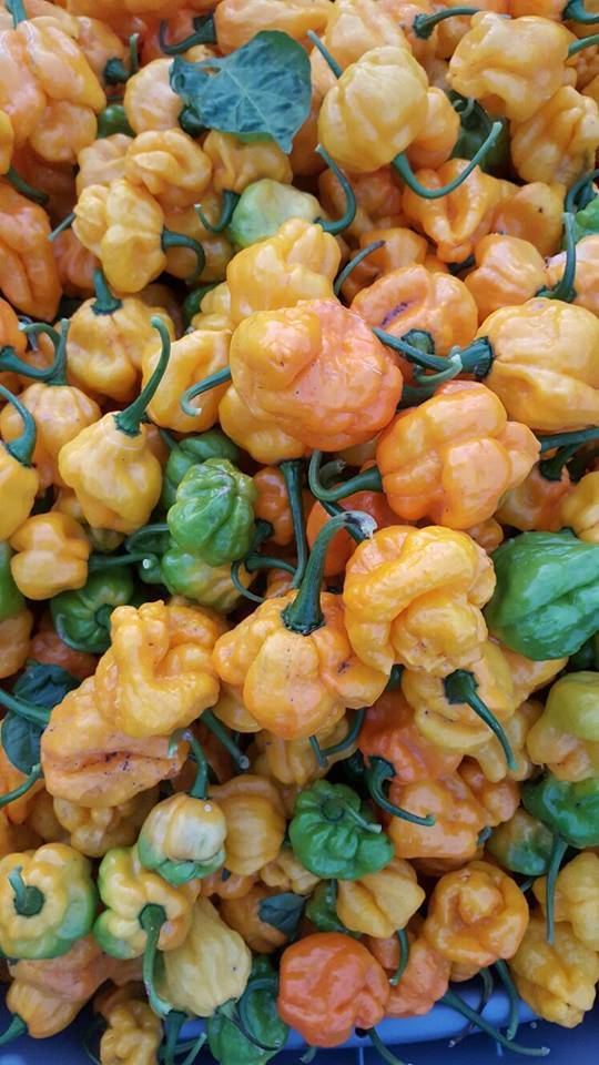 Jamaican Jerk Hut | restaurant | 711 Vandiver Dr, Columbia, MO 65202, USA | 5736079779 OR +1 573-607-9779