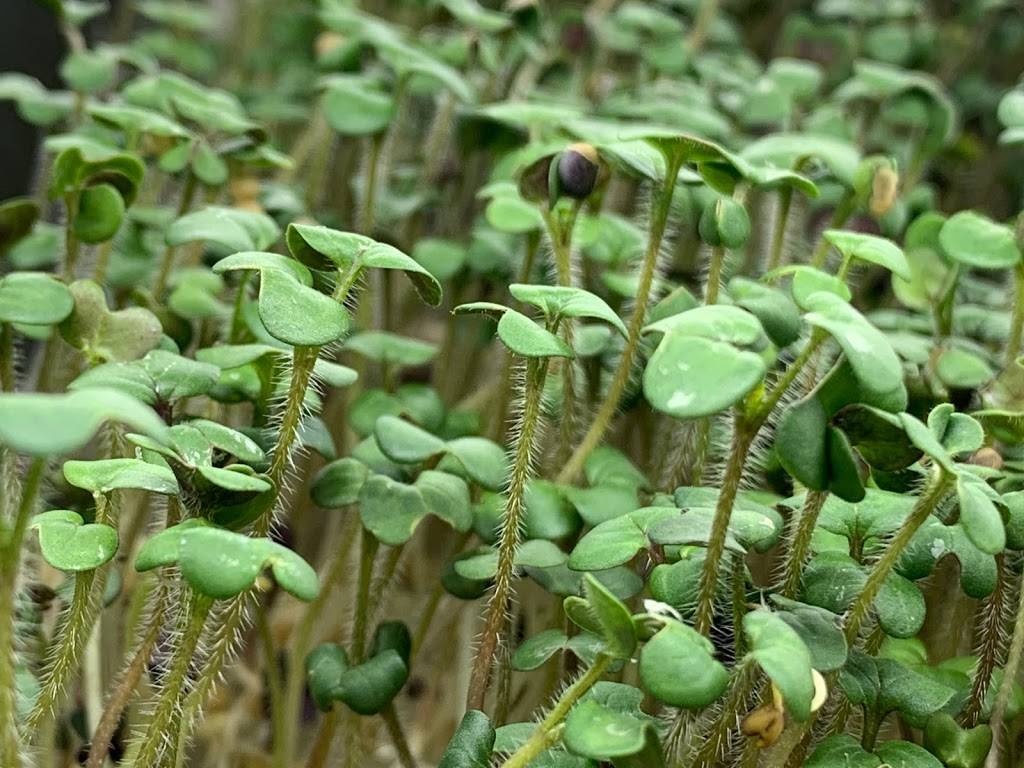 Microgreens from THE BOX | restaurant | 302 SE 24th St Lot#6, Ruskin, FL 33570, USA | 8134165444 OR +1 813-416-5444