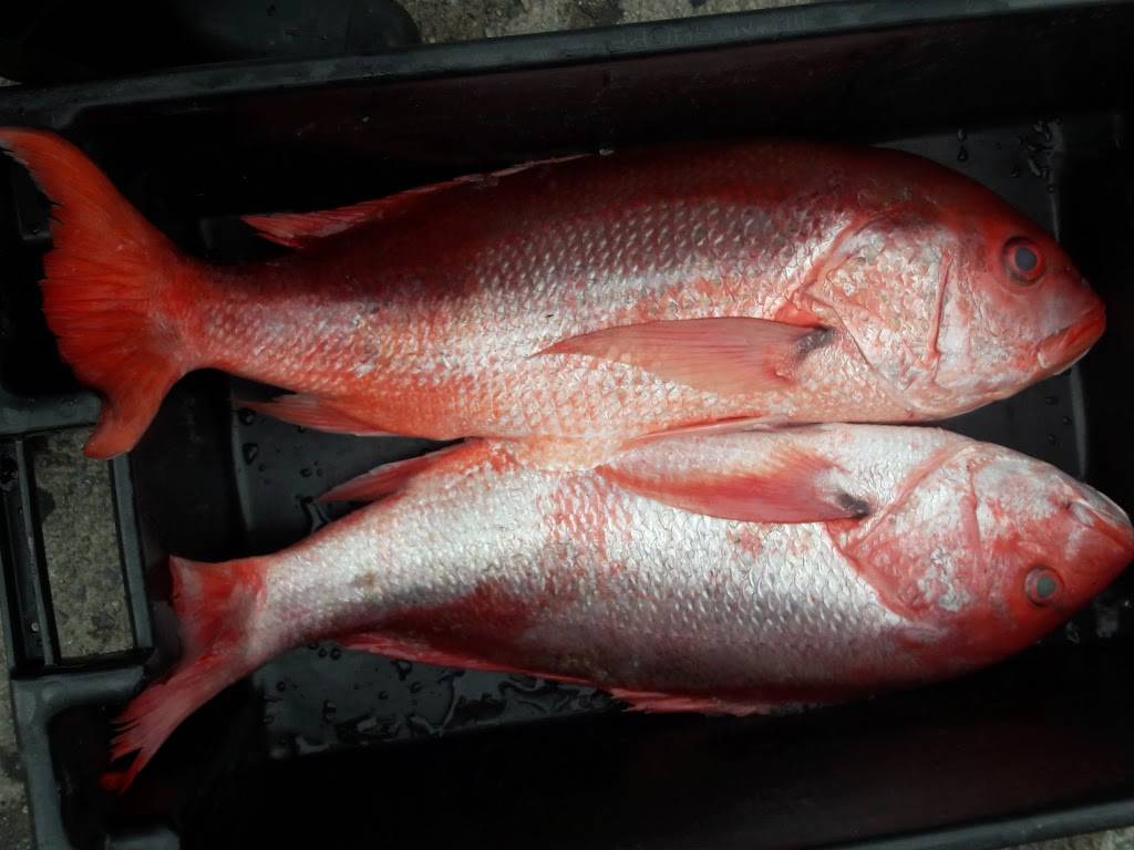 Santos Fish Market | restaurant | 2859 White Plains Rd, The Bronx, NY 10467, USA | 7185470147 OR +1 718-547-0147