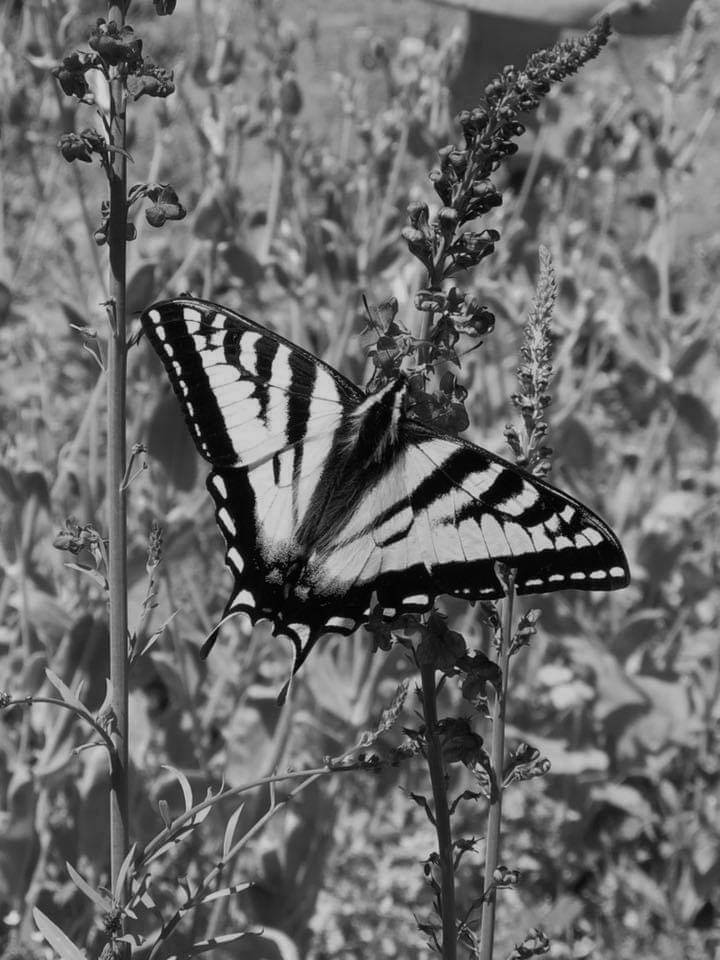 Taqueria Charly | restaurant | 12516 Northwest Hwy, Dallas, TX 75228, USA | 9723886570 OR +1 972-388-6570