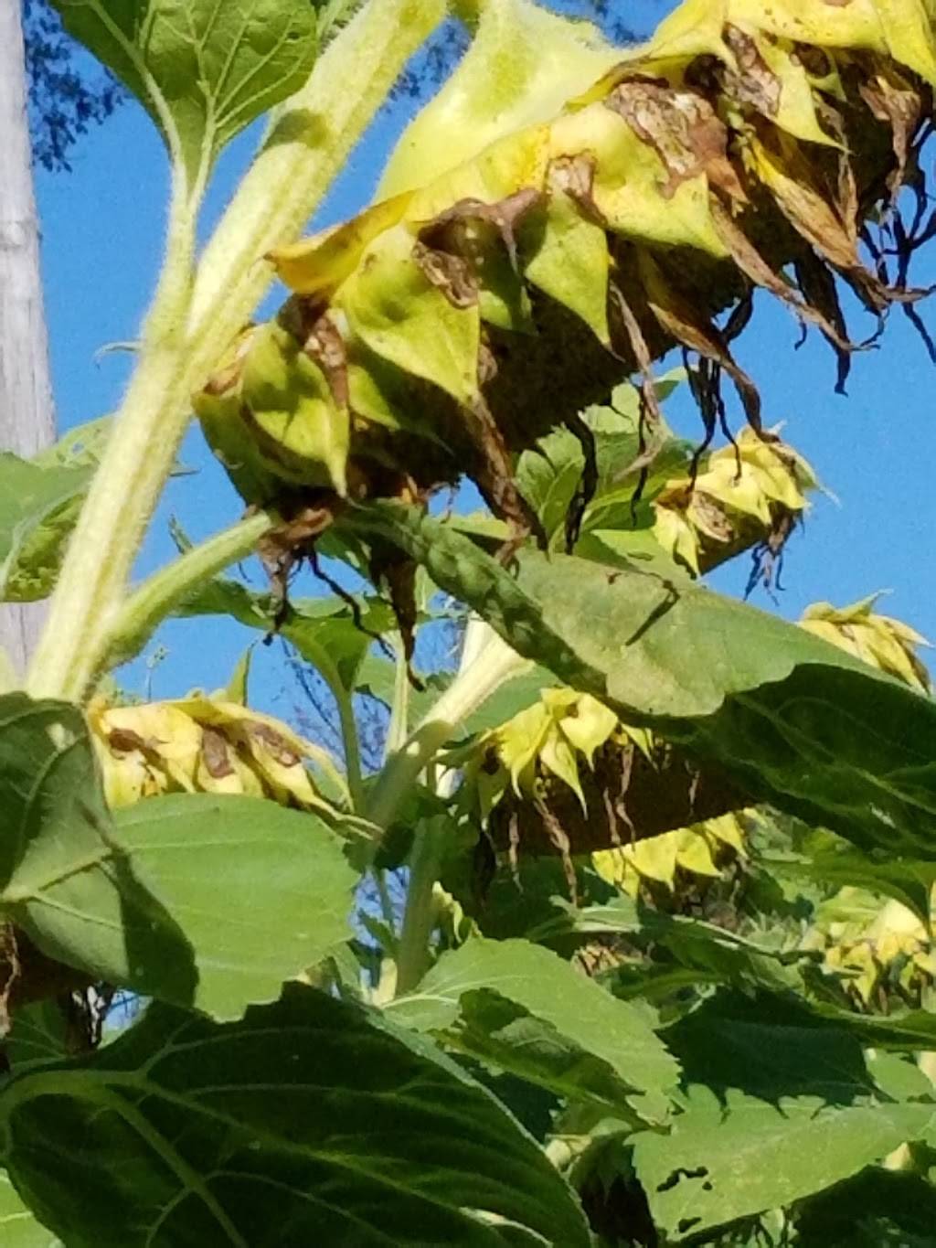 Brandeberry Winery | restaurant | 5118 W Jackson Rd, Enon, OH 45323, USA | 9377679103 OR +1 937-767-9103