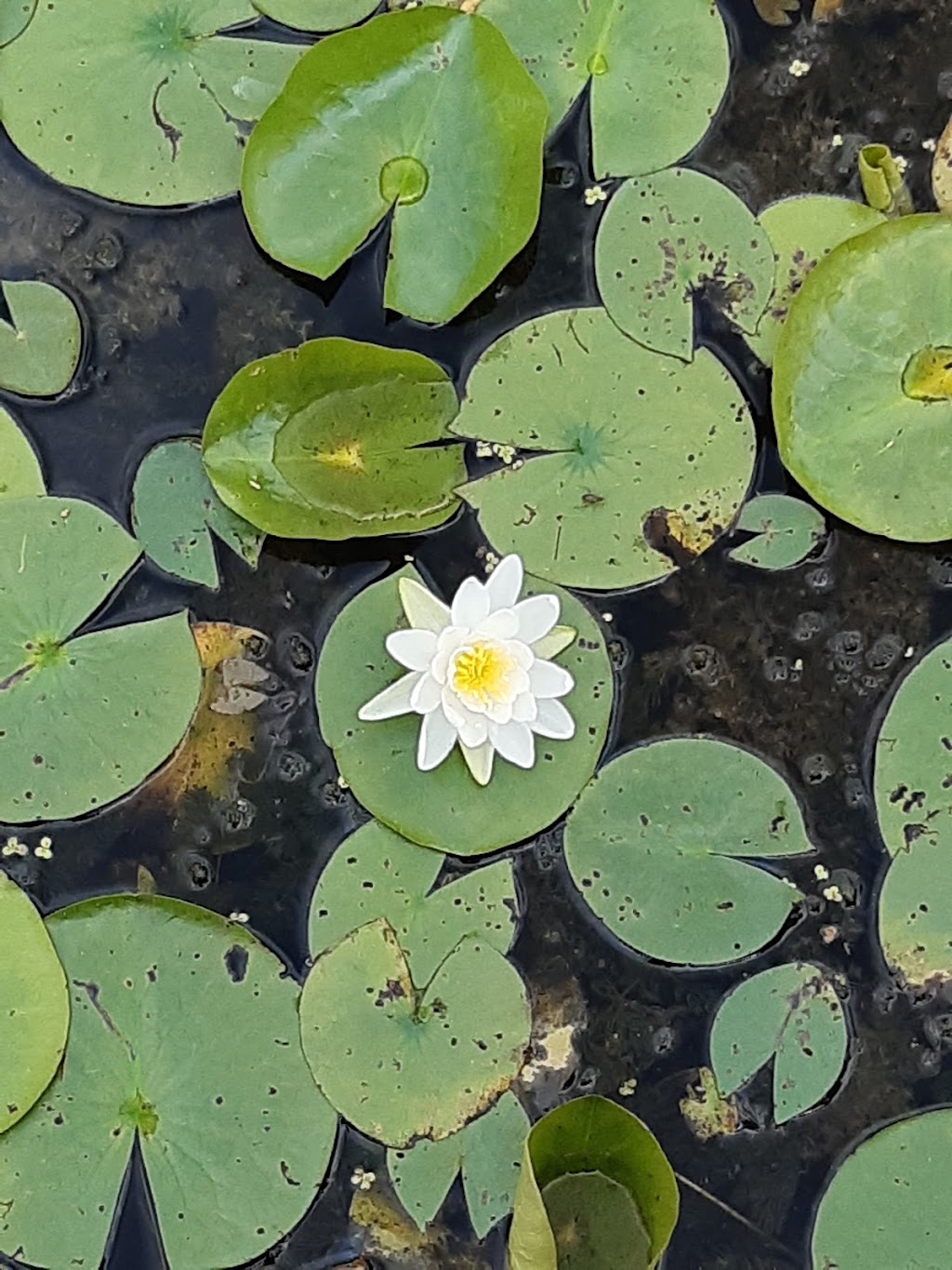 Vine Valley Foods | restaurant | 1450 N Portage Path, Akron, OH 44313, USA | 3308656777 OR +1 330-865-6777