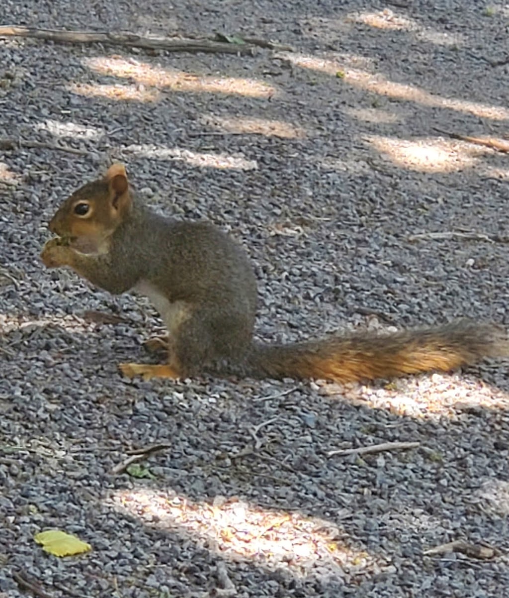 Bobs Drive-In | restaurant | 801 Carthage St, Meade, KS 67864, USA | 6208732862 OR +1 620-873-2862