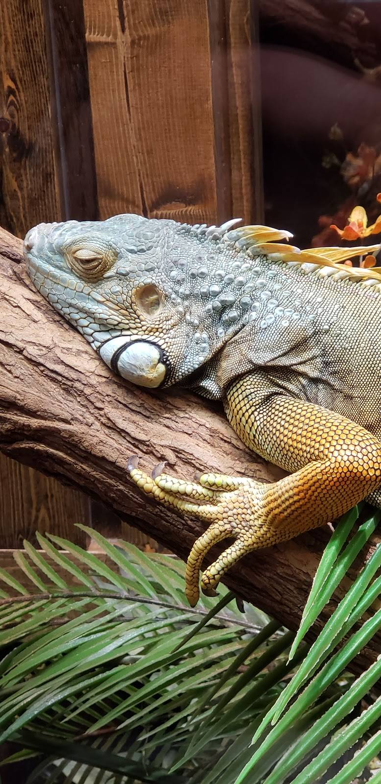 Winking Lizard | restaurant | 1355 Som Center Rd, Mayfield Heights, OH 44124, USA | 4406838003 OR +1 440-683-8003