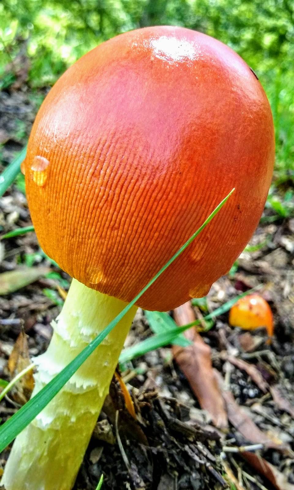 Cane Creek Grill | restaurant | 2247 Galloway Gate Rd, Anniston, AL 36205, USA | 2568209315 OR +1 256-820-9315