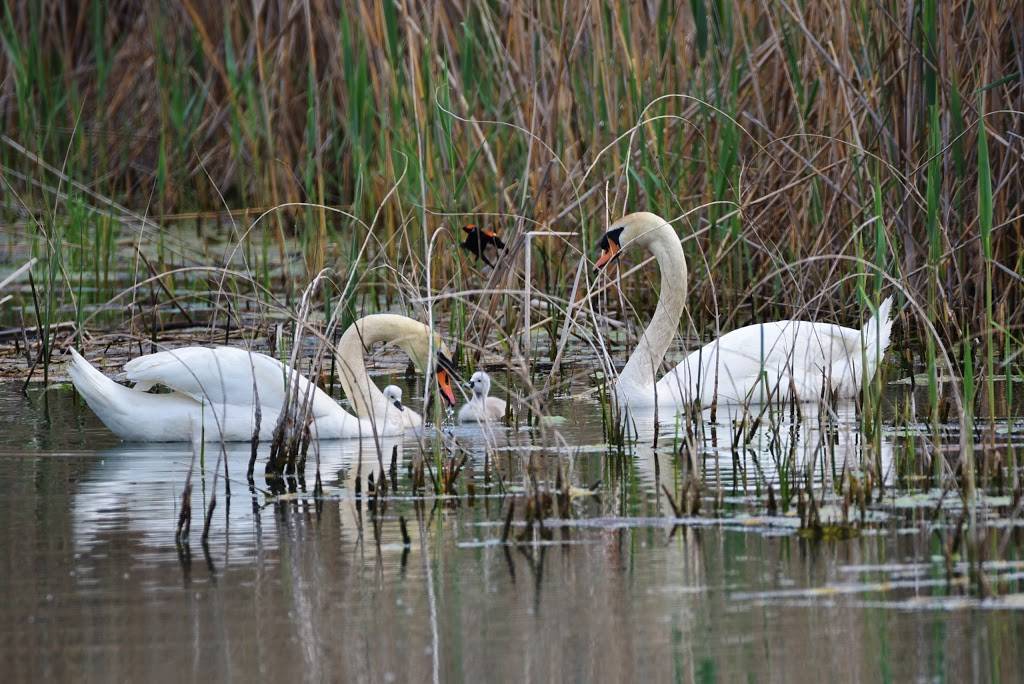 A Wildly Delish Restaurant | restaurant | 156 King St, Sombra, ON N0P 2H0, Canada | 5198921117 OR +1 519-892-1117