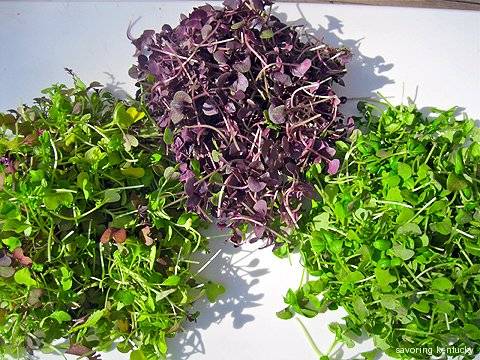 Life Field Gardens | restaurant | 3329 Bath Heights Dr, Cuyahoga Falls, OH 44223, USA | 3303886201 OR +1 330-388-6201