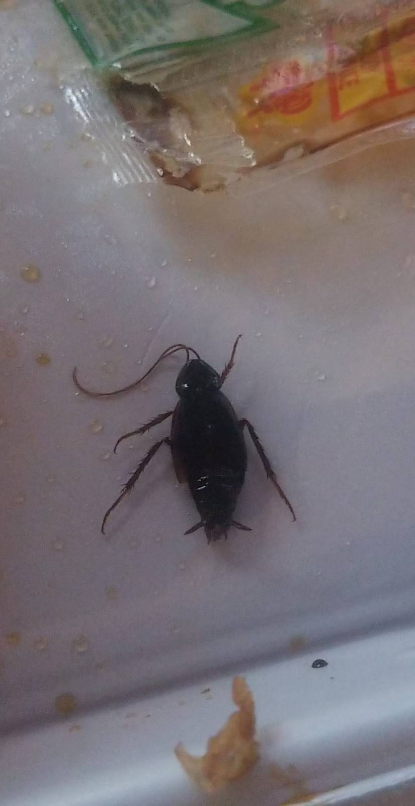 Chinese Wok | restaurant | 840 Summit St A, Elgin, IL 60120, USA | 8478883373 OR +1 847-888-3373