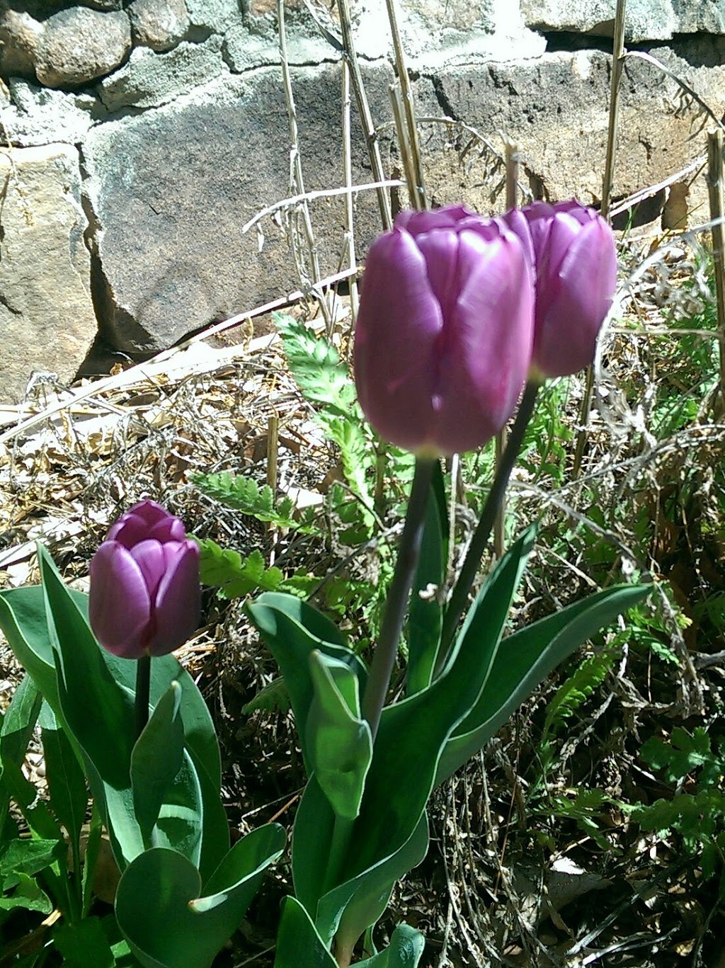 The Agora | shopping mall | 7 Ave Vista Grande, Santa Fe, NM 87508, USA | 5054662602 OR +1 505-466-2602