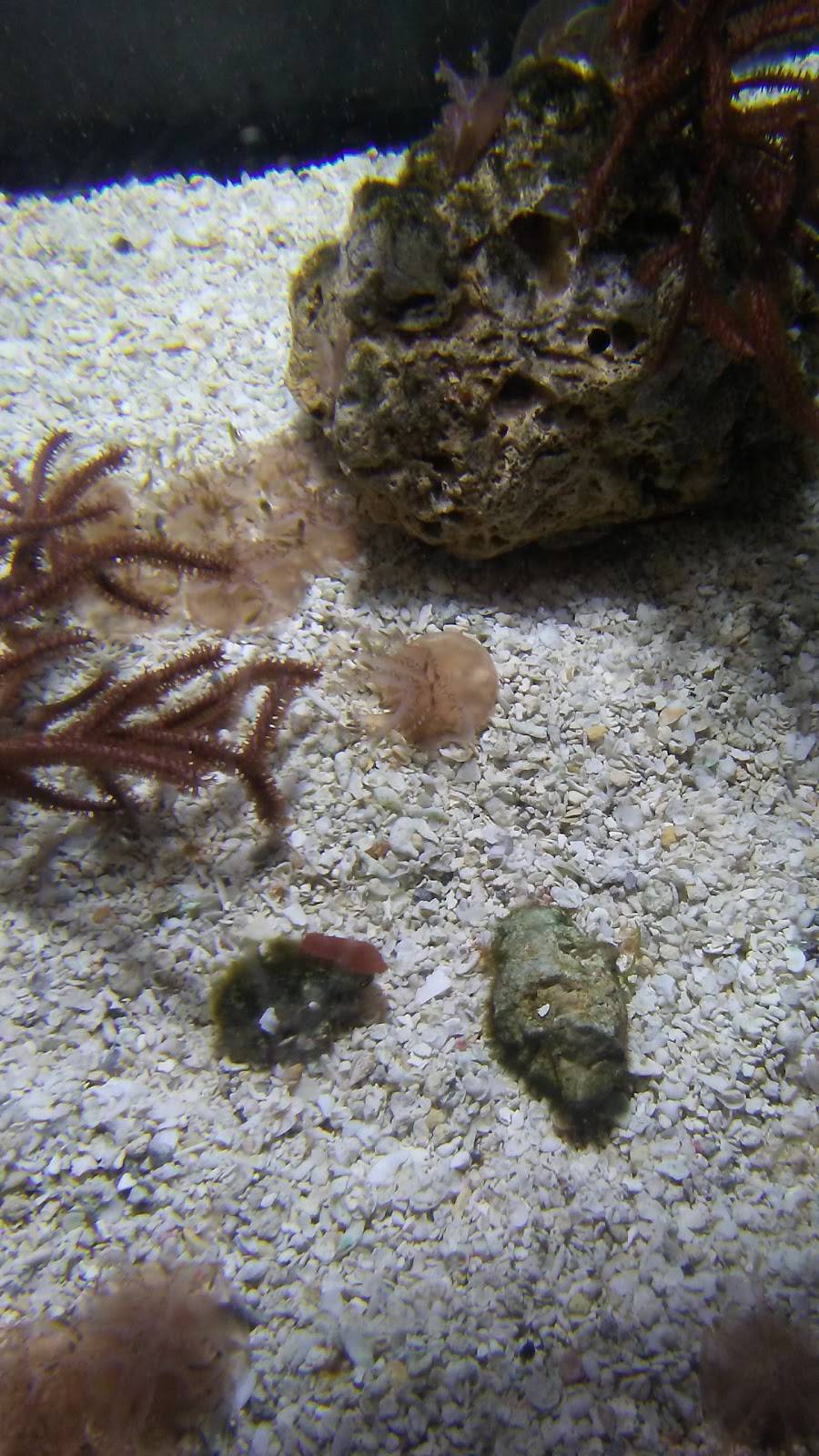 Dickeys Barbecue Pit | restaurant | 1989 Colonial Pkwy, Fort Worth, TX 76110, USA | 8177597500 OR +1 817-759-7500