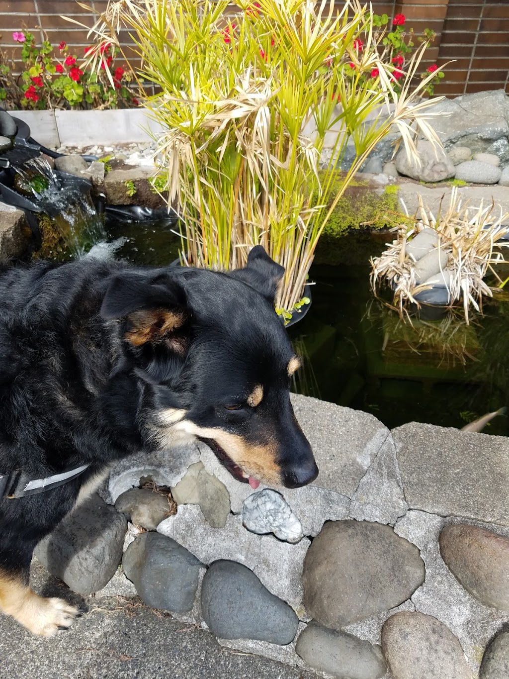 Kum-Yons Restaurant | restaurant | 835 S Broadway, Coos Bay, OR 97420, USA | 5412692662 OR +1 541-269-2662