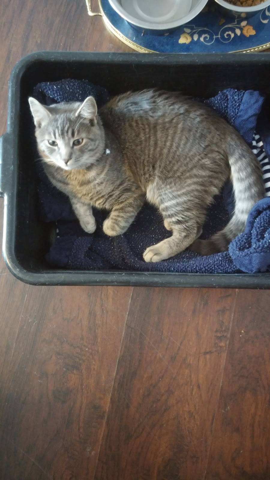 Bella Vita Pizzeria | meal delivery | 3146, 809 W Atlantic Ave, Laurel Springs, NJ 08021, USA | 8564351600 OR +1 856-435-1600