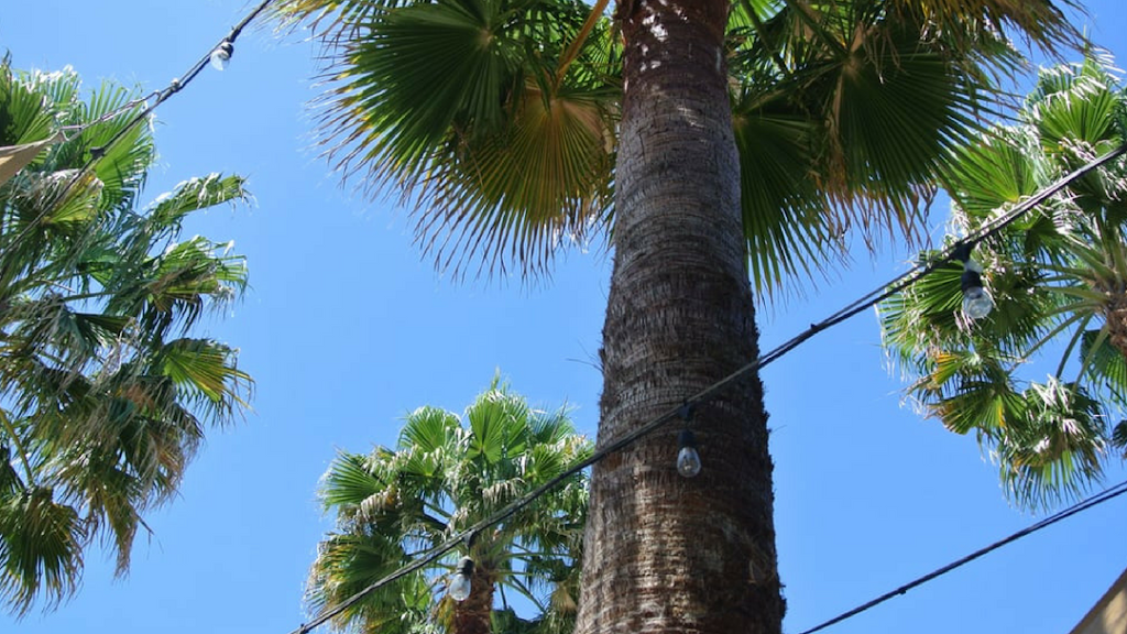 Mangos Sacramento | night club | 1930 K St, Sacramento, CA 95811, USA | 9163259000 OR +1 916-325-9000